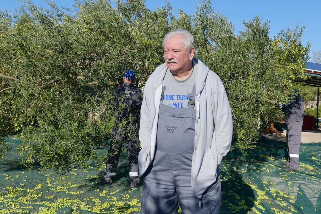 Masline koje liječe: Branitelji oboljeli od PTSP-a započeli s berbom u zaleđu Pirovca