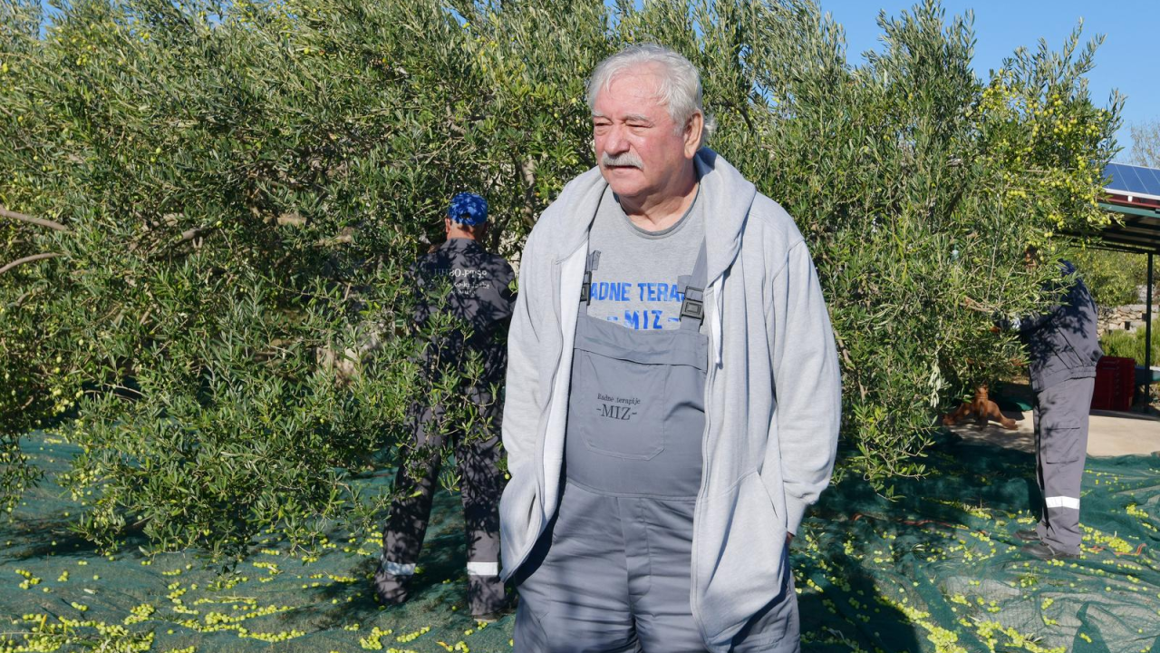 Masline koje liječe: Branitelji oboljeli od PTSP-a započeli s berbom u Dubravi kod Tisnog