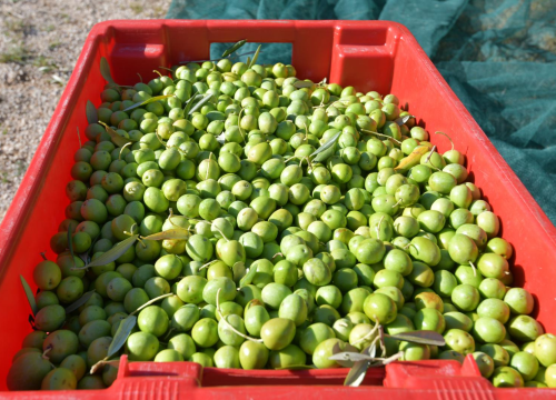 Fotografija 4 - Masline koje liječe: Branitelji oboljeli od PTSP-a započeli s berbom u zaleđu Pirovca