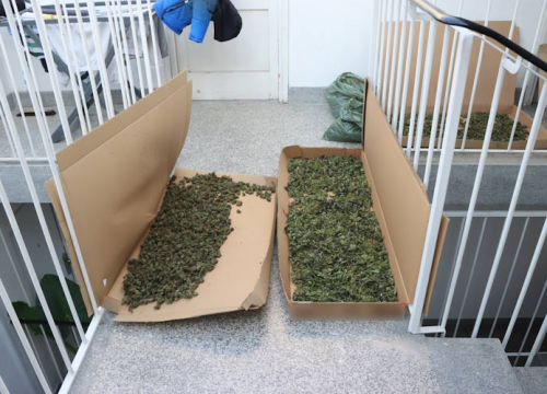 Mirovina nije dovoljna: Pretragom stana 70-godišnjaka pronađeno 4 kilograma marihuane