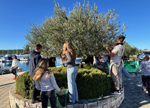 Tradicionalna akcija branja maslina u Pirovcu okupila sve naraštaje