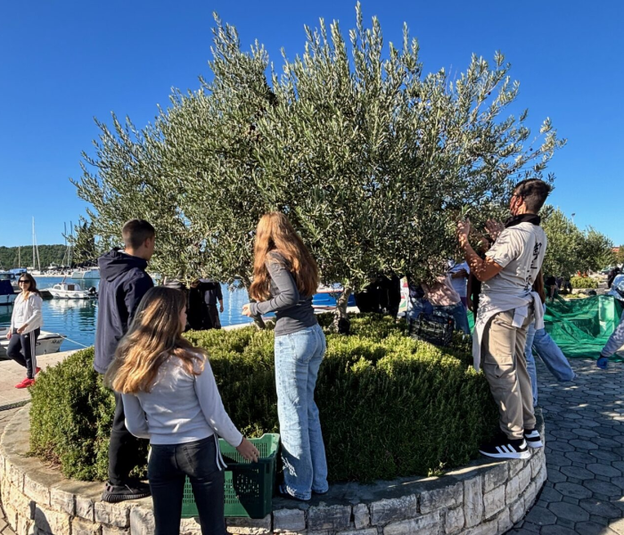 Tradicionalna akcija branja maslina u Pirovcu okupila sve naraštaje