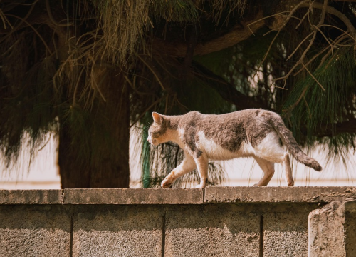 Akcija u Pirovcu: Donacijom stvari podržite kastraciju uličnih mačaka