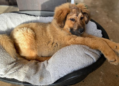 Spašeni psić s Promine traži svoj zauvijek dom, a Šibenske šape pomoć za pokrivanje veterinarskih toškova