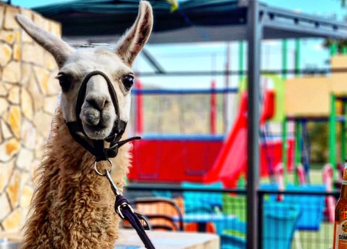 Van grada i u prirodu: Prva utrka Adventure sport lige ove subote u domaćinstvu farme Happy Horse