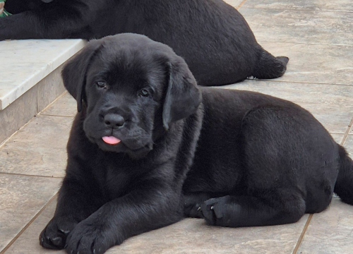 Preslatki štenci labradora spremni za novi dom – iz vrhunskog uzgoja s urednim rodovnicima